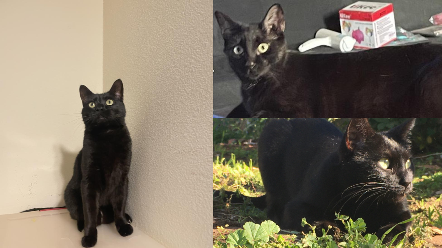 Saint Scroll | Why Are Black Cats the Least Adopted Cat Color?